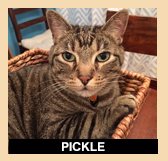 Pickle